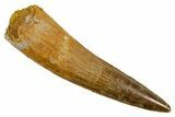 Fossil Spinosaurus Tooth - Real Dinosaur Tooth #373721-1